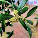 Olea europaea Blatt