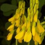 Trigonella officinalis 花