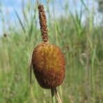 Typha minima Ffrwyth