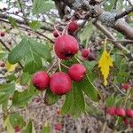 Crataegus rhipidophyllaFruto