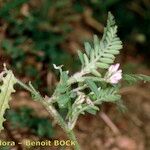 Astragalus pelecinus Sonstige