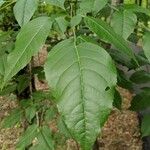 Aralia spinosa Blatt