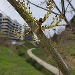 Fraxinus angustifoliaFlower