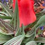 Tulipa greigii Цвят