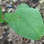 Smilax herbacea ഇല