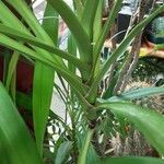 Cordyline stricta Blad