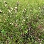 Spiraea crenata Habitus