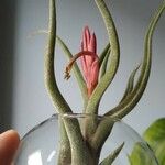 Tillandsia bulbosa Kvet