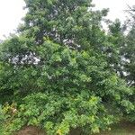 Quercus palustris Habit