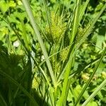 Cyperus strigosusΦύλλο