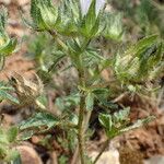 Malva setigera Feuille