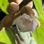 Paulownia tomentosaFlors