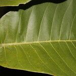 Castilla elastica Leaf