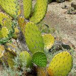 Opuntia oricola Hàbitat