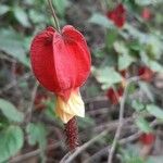 Abutilon megapotamicum 花
