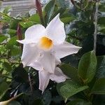 Mandevilla laxa花