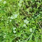 Valeriana woodsiana Flower