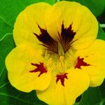 Tropaeolum majus Fleur