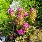 Pedicularis verticillata 花