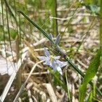 Sisyrinchium albidum Floare