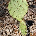 Opuntia littoralis List