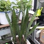 Dracaena zeylanica Folha