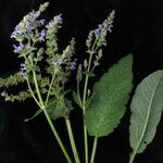 Salvia moorcroftiana Habitus