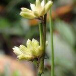 Juncus grisebachii