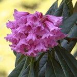 Rhododendron kesangiae Çiçek