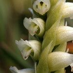 Spiranthes romanzoffiana Цветок