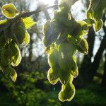 Ulmus laevis Fruit