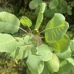 Cotinus obovatus পাতা