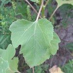 Xanthium strumarium Blatt