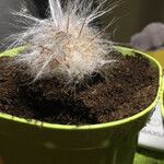 Oreocereus trollii Yaprak