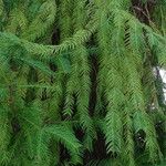 Torreya californica Hoja