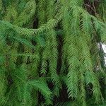 Torreya californica Folha