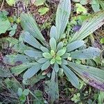 Digitalis ferruginea Frunză