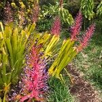 Aechmea weilbachiiFlower