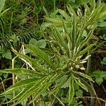 Cardamine heptaphylla ഇല