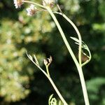 Oenanthe globulosa Habit