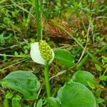 Calla palustris Цветок