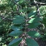 Ligustrum japonicum Blad