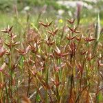 Juncus pygmaeus Frutto