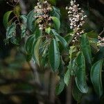 Miconia mirabilis Levél