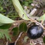 Cryptocarya transversa Fruto