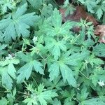 Geranium sibiricum List