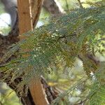 Senegalia senegal Лист