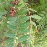 Rhus coriaria Лист