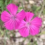 Dianthus carthusianorumFloro