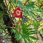 Ipomoea × multifida Hábito